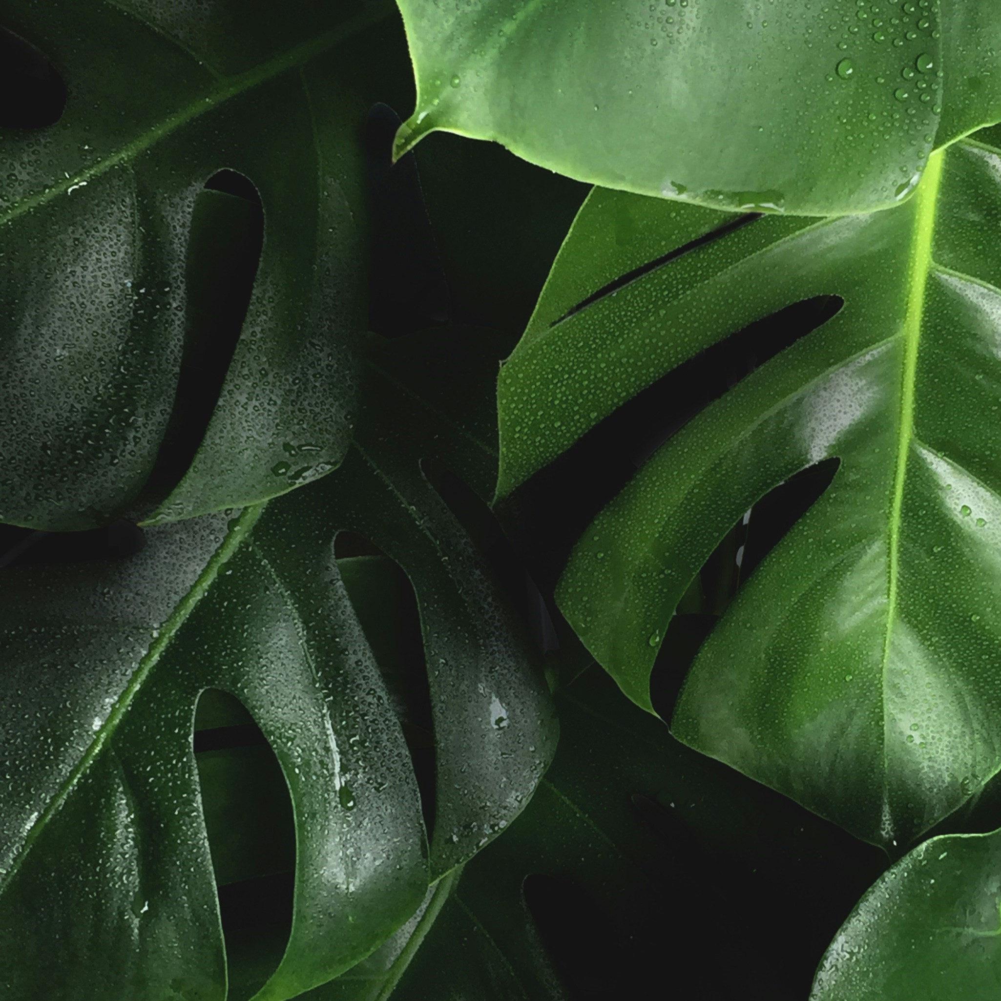 Leaves Leaves